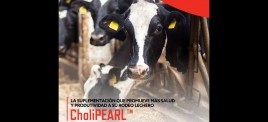 Cholipearl colina protegida