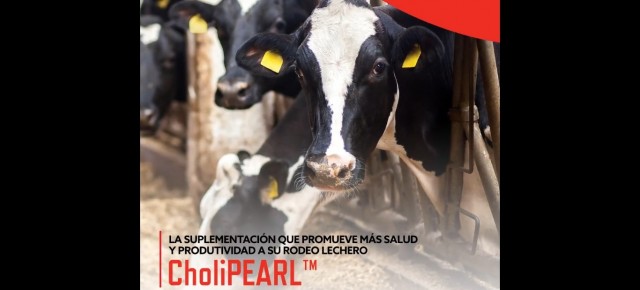 Cholipearl colina protegida
