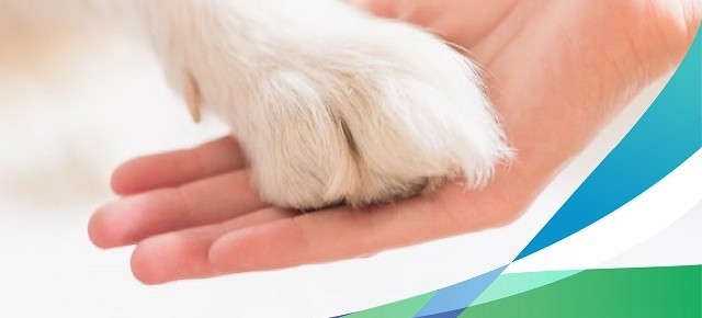 Día del Veterinario